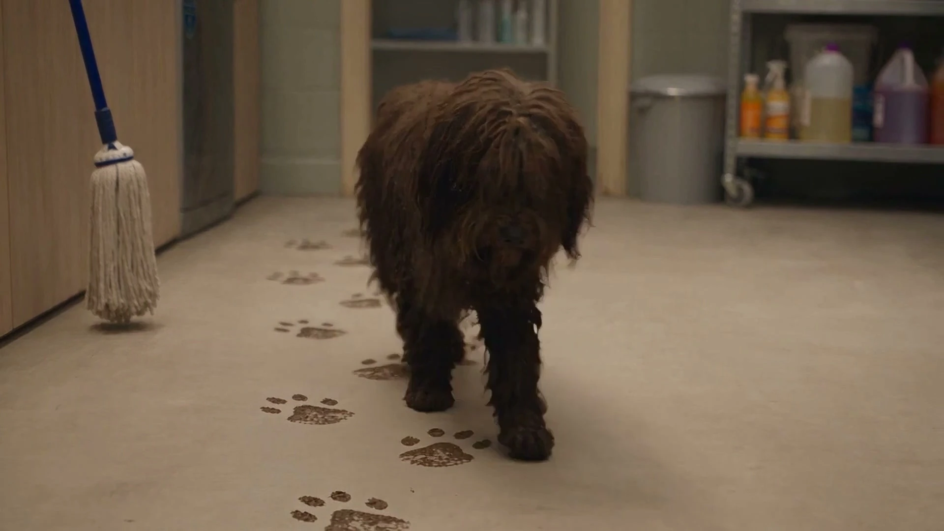 Matted coat recovery in progress at Mophead Dog Grooming