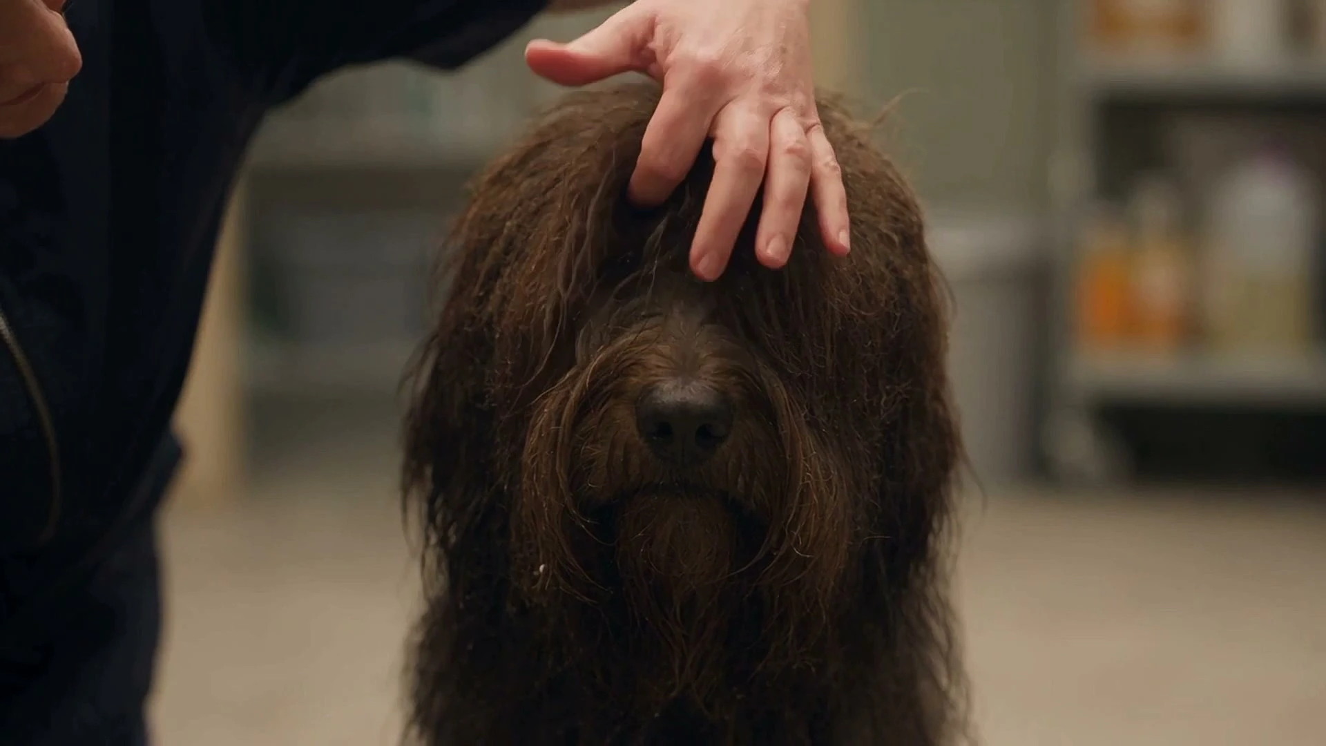 Coat check and quote in progress at Mophead Dog Grooming