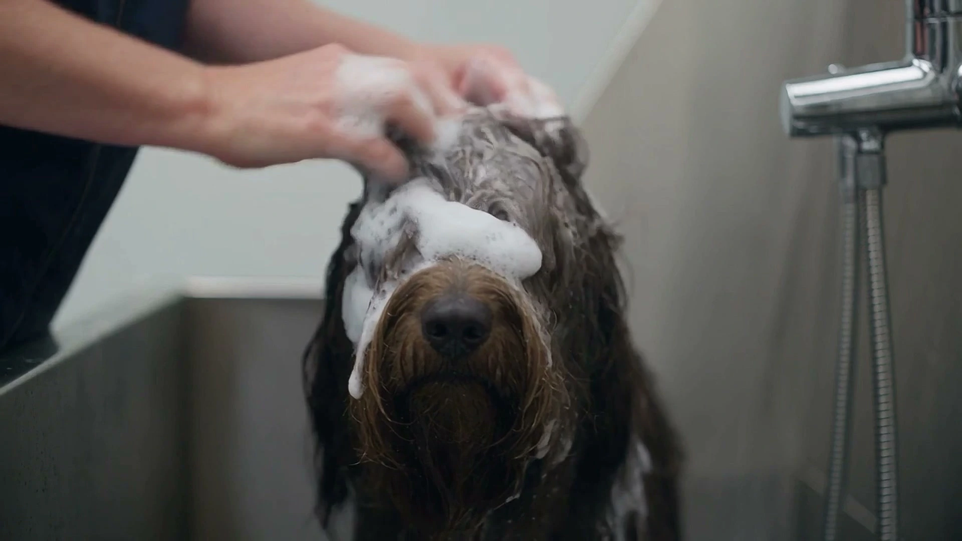 Wash and dry in progress at Mophead Dog Grooming