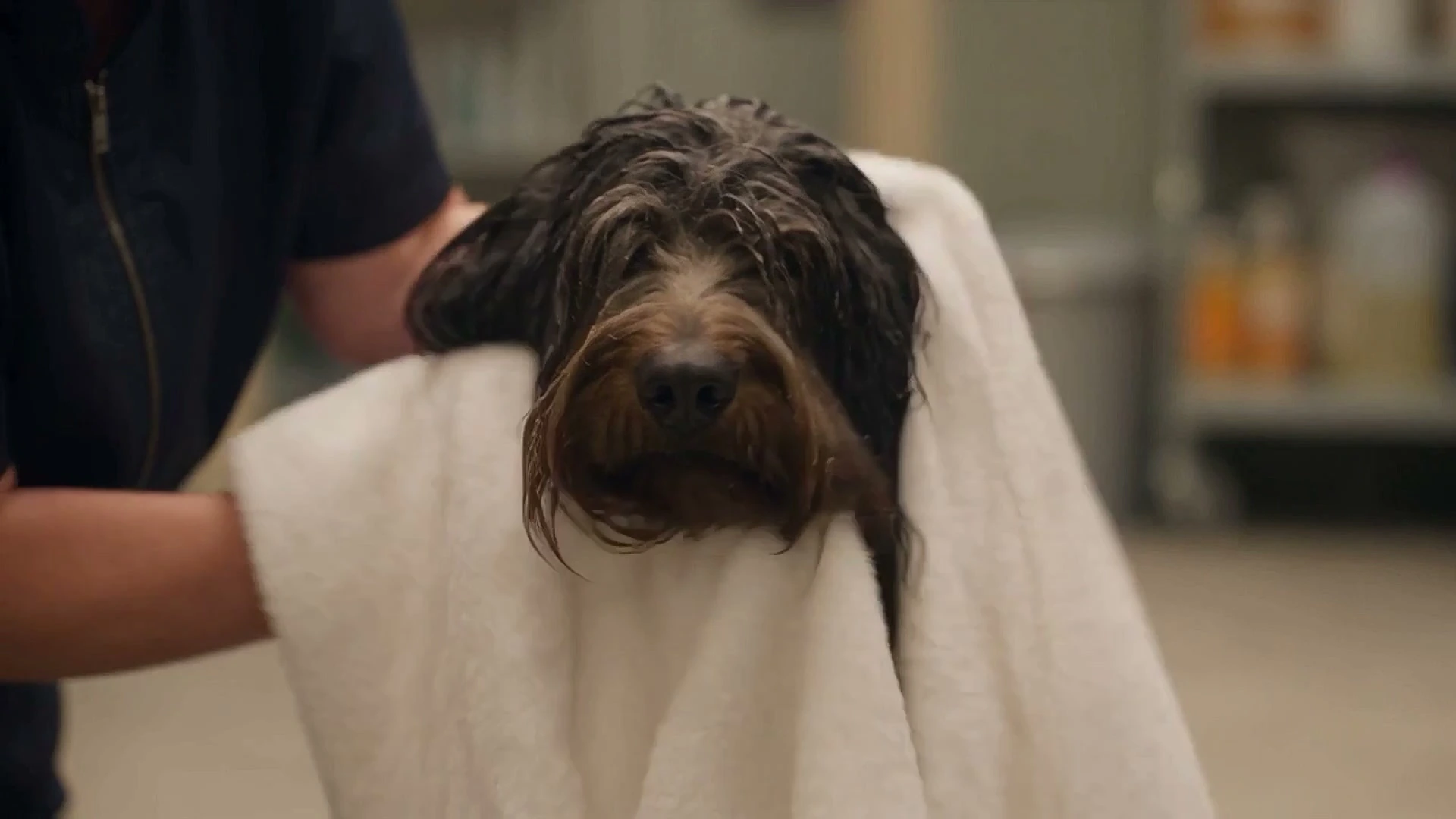 A dog being towel dried at the table at Mophead Dog Grooming