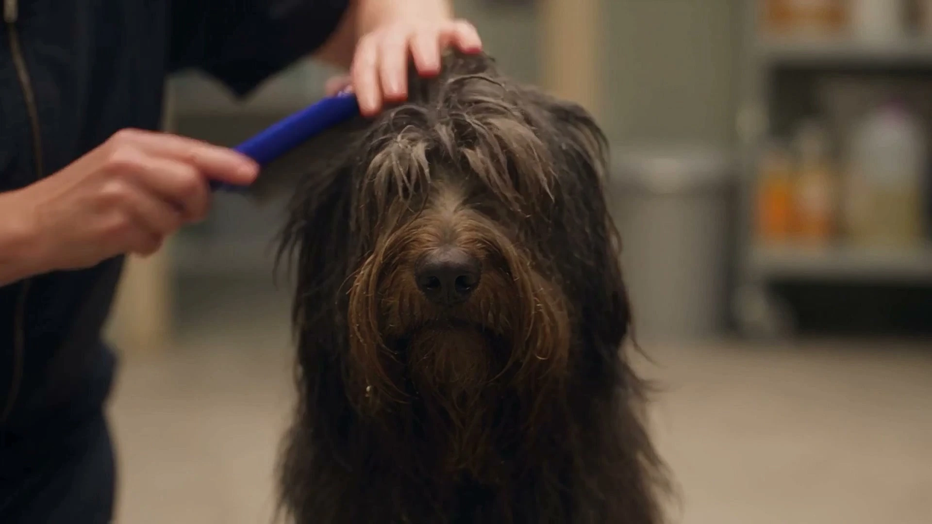 A groomer combing through a dog's fringe with a slicker brush at Mophead
