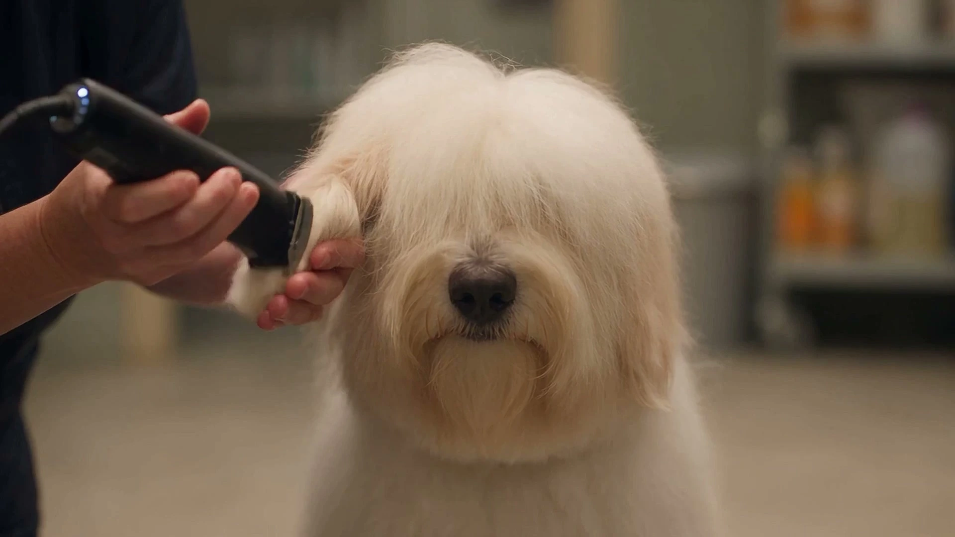 Nails, ears and paw tidy in progress at Mophead Dog Grooming