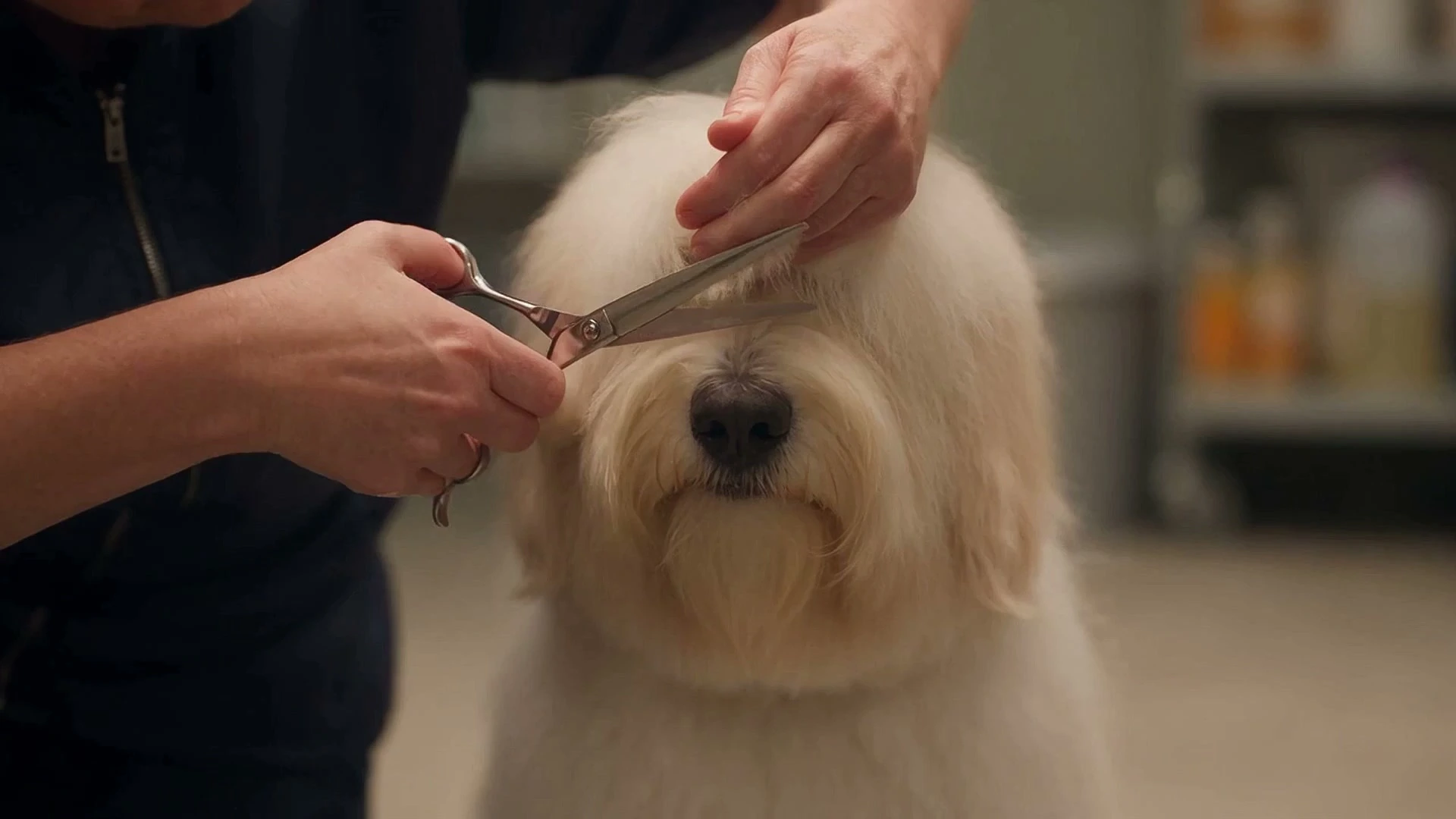 Tidy up between grooms in progress at Mophead Dog Grooming